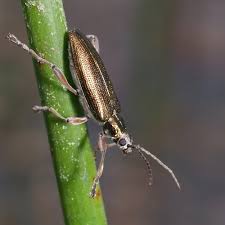 Attēlu rezultāti vaicājumam “Donacia clavipes”