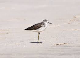 Attēlu rezultāti vaicājumam “Tringa nebularia”