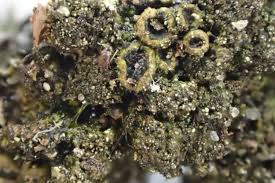 Attēlu rezultāti vaicājumam “Melanohalea exasperata”