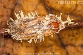 Attēlu rezultāti vaicājumam “Akanthomyces aculeatus”