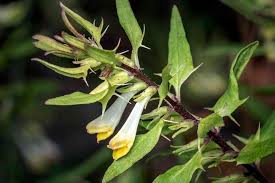 Attēlu rezultāti vaicājumam “Melampyrum pratense bud”
