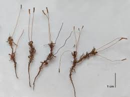 Attēlu rezultāti vaicājumam “Atrichum flavisetum”