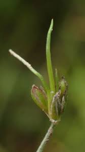 Attēlu rezultāti vaicājumam “Juncus bulbosus”