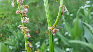 Attēlu rezultāti vaicājumam “Rumex acetosa flower”