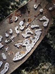 Attēlu rezultāti vaicājumam “Diderma effusum spores”