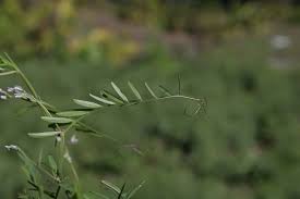 Attēlu rezultāti vaicājumam “Vicia hirsuta fruit”