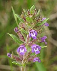 Attēlu rezultāti vaicājumam “Acinos arvensis flower”
