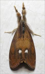 Attēlu rezultāti vaicājumam “Orgyia antiqua imago”