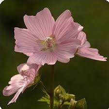 Image result for Malva moschata