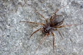 Attēlu rezultāti vaicājumam “Linyphiidae”