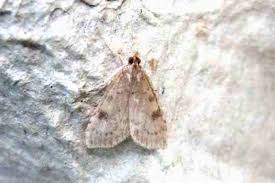 Attēlu rezultāti vaicājumam “Udea prunalis”