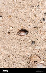 Attēlu rezultāti vaicājumam “Hoplia parvula imago”