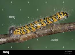 Attēlu rezultāti vaicājumam “Phalera bucephala”