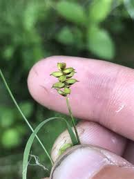 Attēlu rezultāti vaicājumam “Carex globularis”