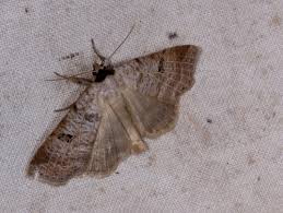 Attēlu rezultāti vaicājumam “Lygephila viciae”