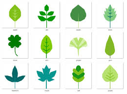 Attēlu rezultāti vaicājumam “leaf”