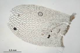 Attēlu rezultāti vaicājumam “Sphagnum teres”