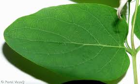 Attēlu rezultāti vaicājumam “Lonicera tatarica leaf”