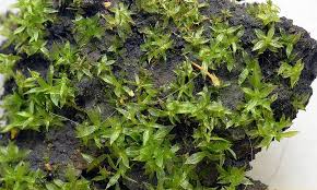 Attēlu rezultāti vaicājumam “Funaria hygrometrica”