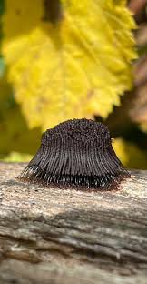 Attēlu rezultāti vaicājumam “Stemonitis splendens stalked”