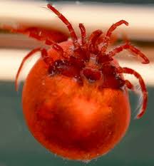 Attēlu rezultāti vaicājumam “Hydrachna”