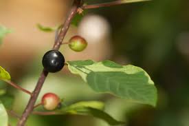 Attēlu rezultāti vaicājumam “Frangula alnus”