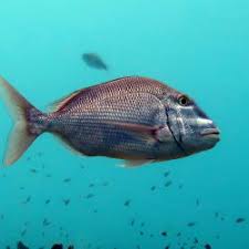 Image result for Calamus bajonado