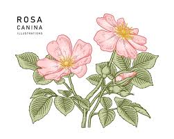 Attēlu rezultāti vaicājumam “Rosa canina”