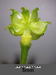 Attēlu rezultāti vaicājumam “Ranunculus lanuginosus bud”