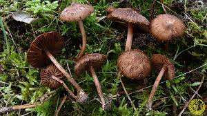 Attēlu rezultāti vaicājumam “Inocybe lanuginosa”