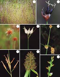 Attēlu rezultāti vaicājumam “Rhynchospora alba fruit”