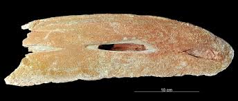 Attēlu rezultāti vaicājumam “Laccognathus panderi”