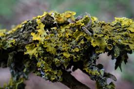 Attēlu rezultāti vaicājumam “Xanthoria polycarpa”