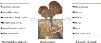Attēlu rezultāti vaicājumam “Phellinus”