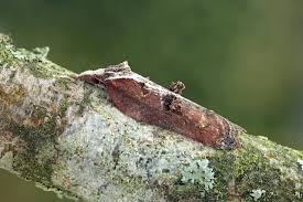 Attēlu rezultāti vaicājumam “Acleris cristana”