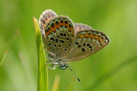 Attēlu rezultāti vaicājumam “Plebejus argus”