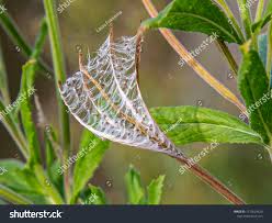 Attēlu rezultāti vaicājumam “Epilobium hirsutum leaf”