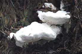 Attēlu rezultāti vaicājumam “Postia stiptica”