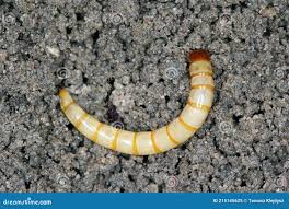 Attēlu rezultāti vaicājumam “Elateridae larva”