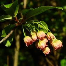 Attēlu rezultāti vaicājumam “Enkianthus chinensis flower”