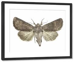 Attēlu rezultāti vaicājumam “Tholera cespitis”