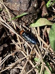 Attēlu rezultāti vaicājumam “Acantholyda erythrocephala”