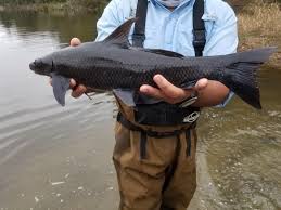 Image result for Cycleptus elongatus