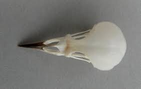 Image result for Vermivora peregrina