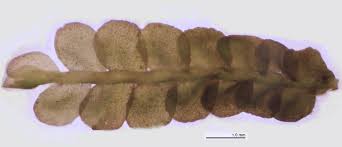 Attēlu rezultāti vaicājumam “Chiloscyphus pallescens”