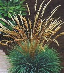 Attēlu rezultāti vaicājumam “Koeleria glauca flower”