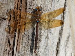 Attēlu rezultāti vaicājumam “Aeshna grandis”