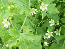 Attēlu rezultāti vaicājumam “Bryonia alba flower”