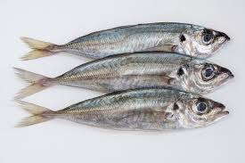 Image result for Trachurus trachurus