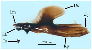 Attēlu rezultāti vaicājumam “Eupeodes nielseni”